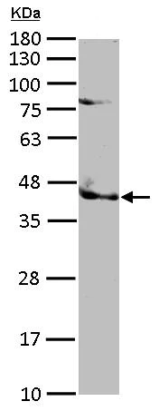 Western blot - Anti-TRIB3 antibody (AB137526)