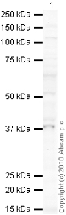 Western blot - Anti-TRIB3 antibody (AB73547), expandable thumbnail