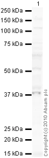 Western blot - Anti-TRIB3 antibody (AB73547)