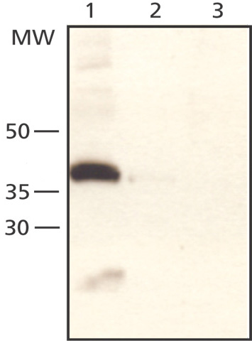 Western blot - Anti-TRIB3 antibody - Aminoterminal end (AB50516)