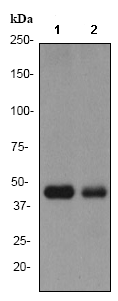 Western blot - Anti-TRIB3 antibody [EPR3150] - BSA and Azide free (AB247398), expandable thumbnail