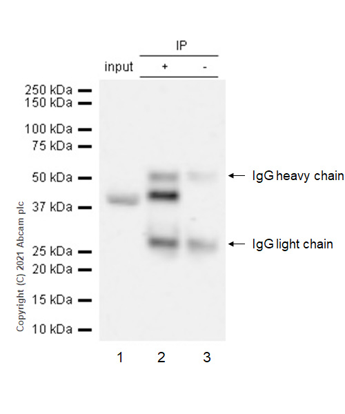 Immunoprecipitation - Anti-TRIB3 antibody [EPR3151Y] (AB75846), expandable thumbnail