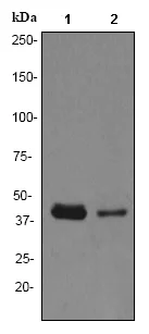 Western blot - Anti-TRIB3 antibody [EPR3151Y] (AB75846)