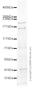 Western blot - Anti-Trichohyalin antibody [AE15] (AB58755)