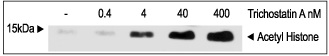 Functional Studies - Trichostatin A, histone deacetylase inhibitor (AB120850)