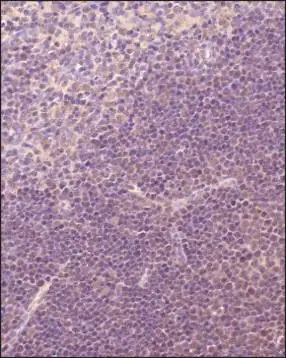 Immunohistochemistry (Formalin/PFA-fixed paraffin-embedded sections) - Anti-TRIF antibody (AB13810)