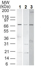 Western blot - Anti-TRIF antibody (AB13810)
