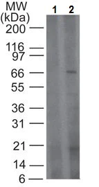 Western blot - Anti-TRIF antibody (AB13810)