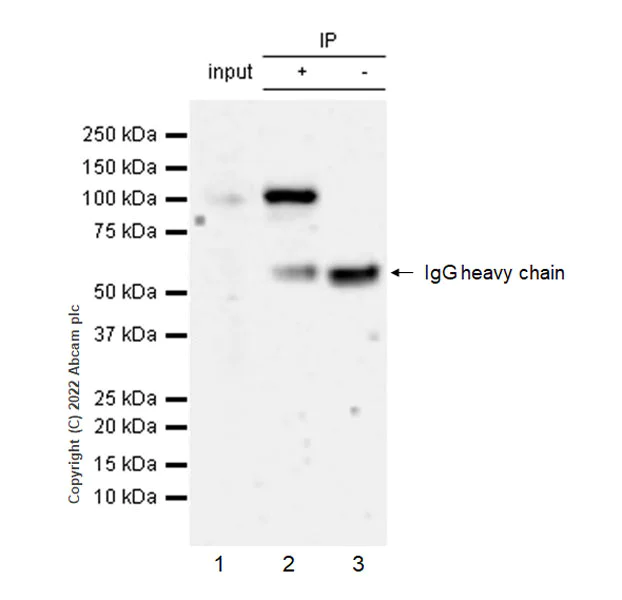 Immunoprecipitation - Anti-TRIF (TICAM1) antibody [EPR24995-152] (BSA and Azide free) (AB302563)