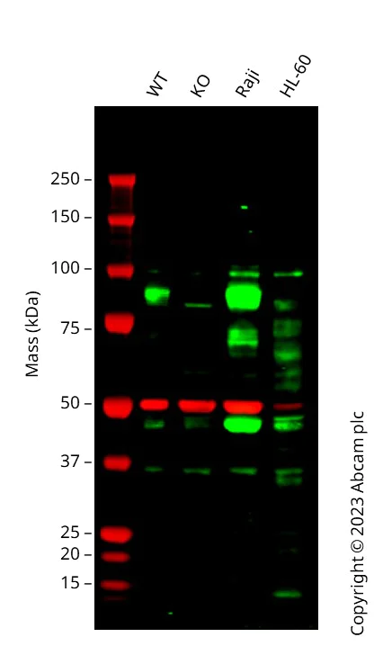 Western blot - Anti-TRIF (TICAM1) antibody [EPR24995-152] (BSA and Azide free) (AB302563)
