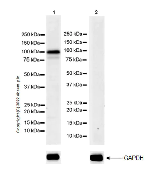 Western blot - Anti-TRIF (TICAM1) antibody [EPR24995-152] (BSA and Azide free) (AB302563)