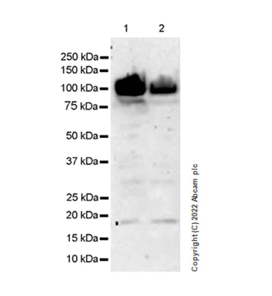 Western blot - Anti-TRIF (TICAM1) antibody [EPR24995-152] (BSA and Azide free) (AB302563)