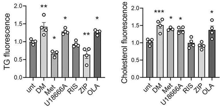 Biochemical assay - Triglyceride Assay Kit - Quantification (AB65336)