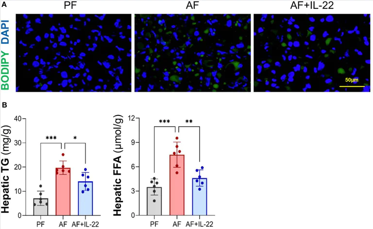 Biochemical assay - Triglyceride Assay Kit - Quantification (AB65336)
