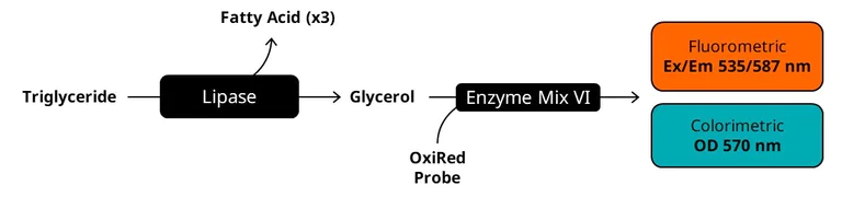Biochemical assay - Triglyceride Assay Kit - Quantification (AB65336)