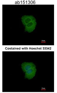 Immunocytochemistry/ Immunofluorescence - Anti-TRIM10 antibody (AB151306)