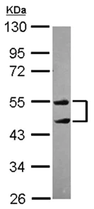 Western blot - Anti-TRIM10 antibody (AB151306)