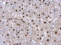 Immunohistochemistry (Formalin/PFA-fixed paraffin-embedded sections) - Anti-TRIM11 antibody (AB111694)
