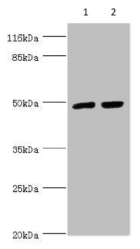 Western blot - Anti-TRIM13 antibody (AB234847), expandable thumbnail