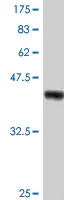 Western blot - Anti-TRIM13 antibody - N-terminal (AB194477)