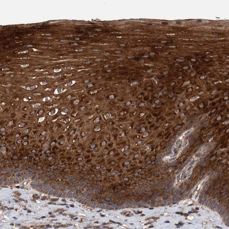 Immunohistochemistry (Formalin/PFA-fixed paraffin-embedded sections) - Anti-TRIM16 antibody (AB251749)