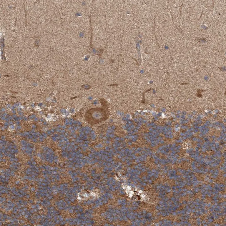Immunohistochemistry (Formalin/PFA-fixed paraffin-embedded sections) - Anti-TRIM16 antibody (AB251749)