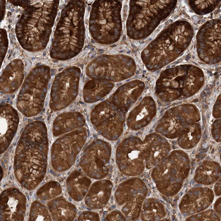 Immunohistochemistry (Formalin/PFA-fixed paraffin-embedded sections) - Anti-TRIM16 antibody (AB251749)