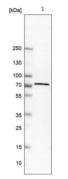 Western blot - Anti-TRIM16 antibody (AB251749)