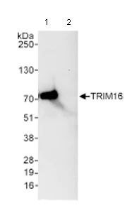 Immunoprecipitation - Anti-TRIM16 antibody (AB72129)