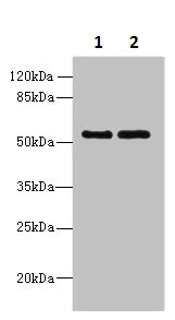 Western blot - Anti-TRIM17 antibody (AB235527)