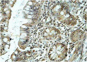 Immunohistochemistry (Formalin/PFA-fixed paraffin-embedded sections) - Anti-TRIM21/SS-A antibody (AB119895)
