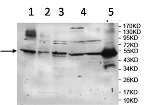 Western blot - Anti-TRIM21/SS-A antibody (AB119895)