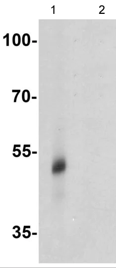 Western blot - Anti-TRIM21/SS-A antibody (AB191690)