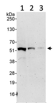 Western blot - Anti-TRIM21/SS-A antibody (AB91423)