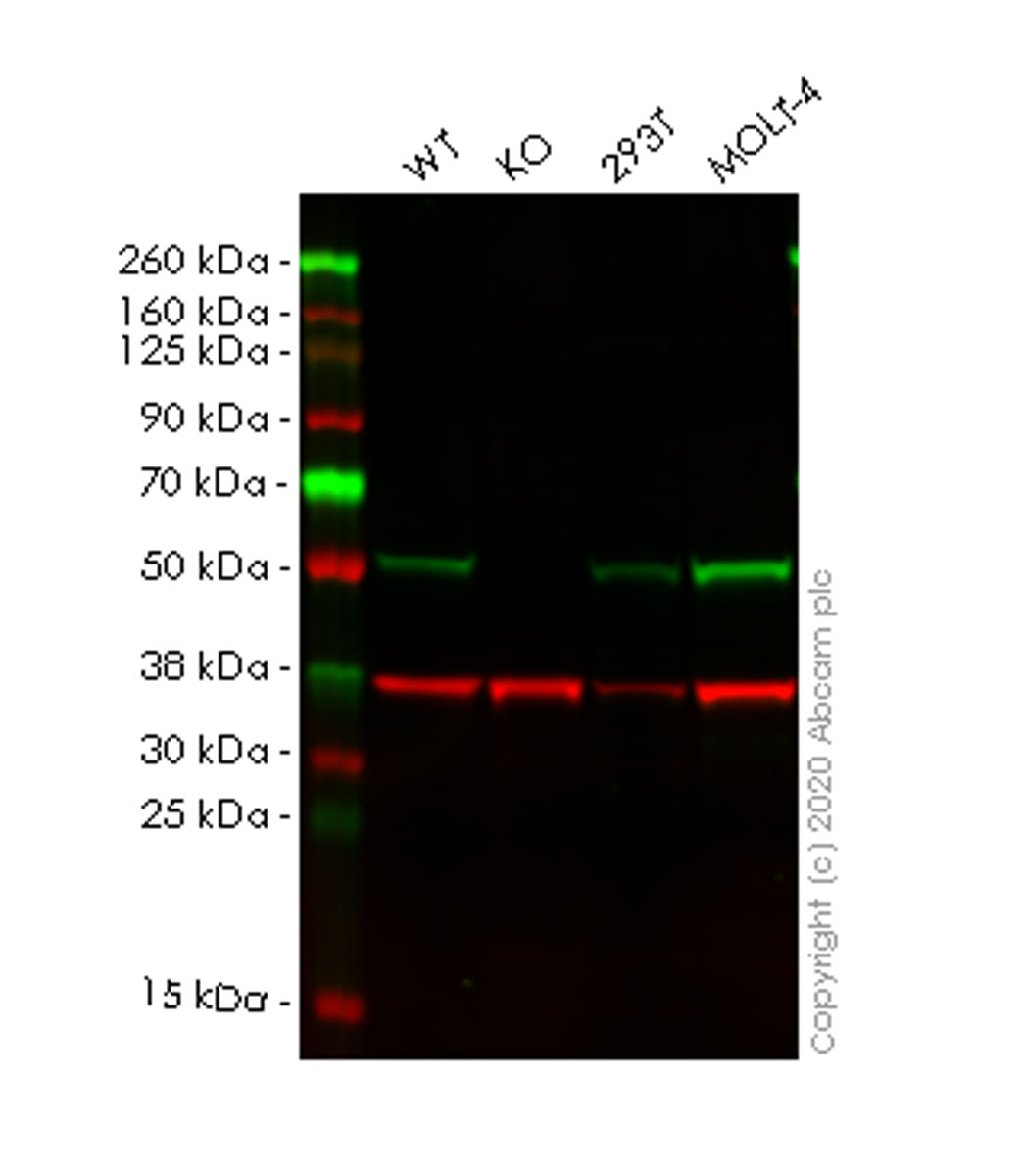 Western blot - Anti-TRIM21/SS-A antibody [EPR20290] (AB207728), expandable thumbnail