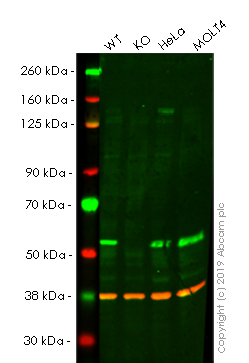 Western blot - Anti-TRIM21/SS-A antibody [EPR20290] (AB207728), expandable thumbnail