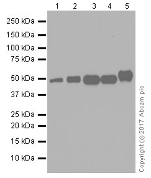 Western blot - Anti-TRIM21/SS-A antibody [EPR20290] (AB207728), expandable thumbnail
