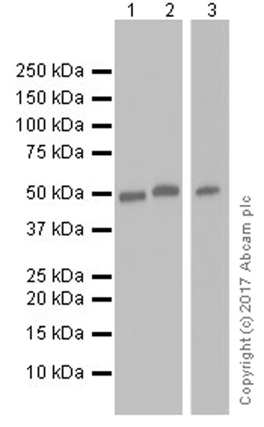 Western blot - Anti-TRIM21/SS-A antibody [EPR20290] (ab207728), expandable thumbnail