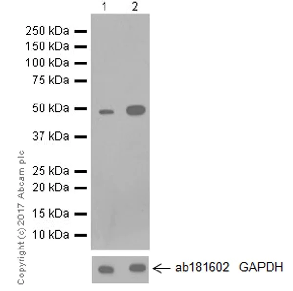 Western blot - Anti-TRIM21/SS-A antibody [EPR20290] - BSA and Azide free (AB232549)