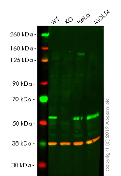 Western blot - Anti-TRIM21/SS-A antibody [EPR20290] - BSA and Azide free (AB232549)