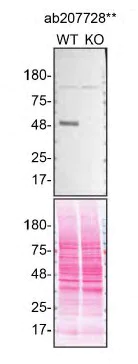 Western blot - Anti-TRIM21/SS-A antibody [EPR20290] - BSA and Azide free (AB232549)