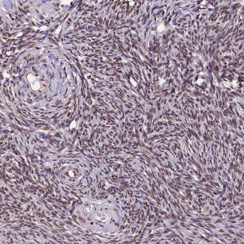 Immunohistochemistry (Formalin/PFA-fixed paraffin-embedded sections) - Anti-TRIM22 antibody (AB224059), expandable thumbnail