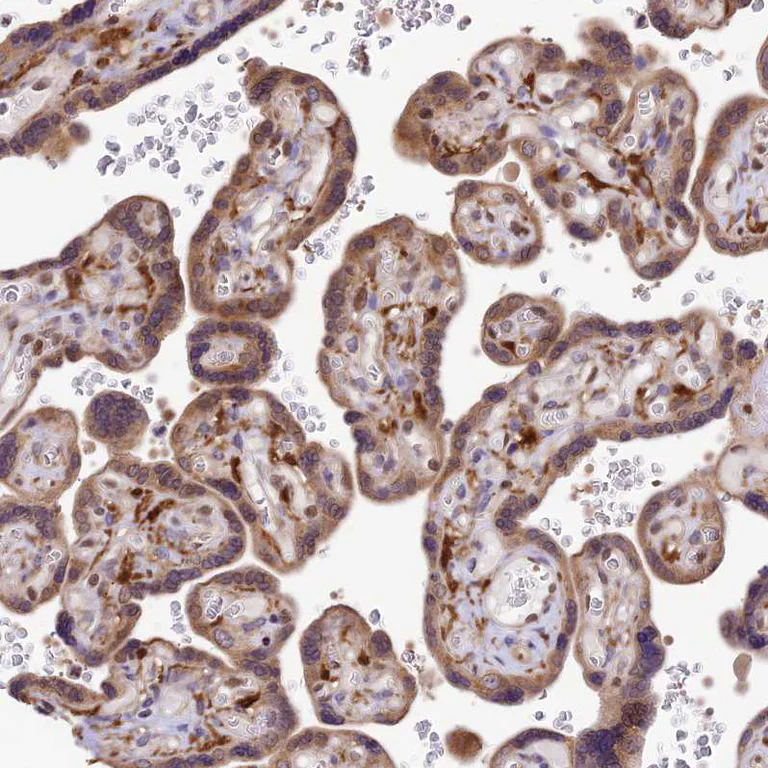Immunohistochemistry (Formalin/PFA-fixed paraffin-embedded sections) - Anti-TRIM22 antibody (AB224059)