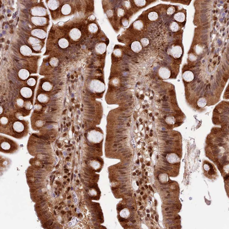 Immunohistochemistry (Formalin/PFA-fixed paraffin-embedded sections) - Anti-TRIM22 antibody (AB224059), expandable thumbnail