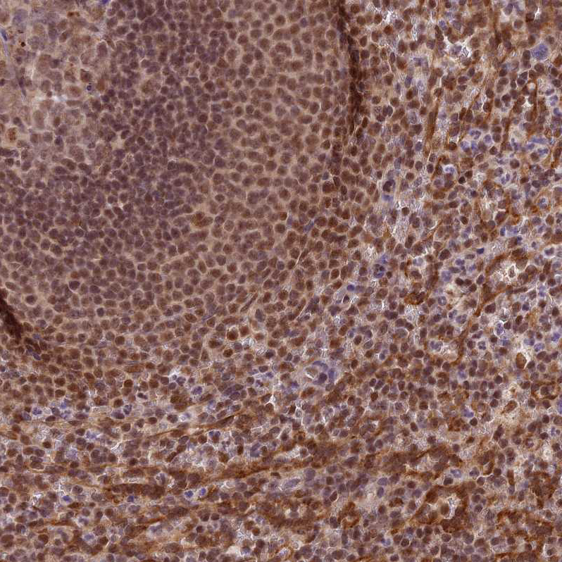 Immunohistochemistry (Formalin/PFA-fixed paraffin-embedded sections) - Anti-TRIM22 antibody (AB224059), expandable thumbnail