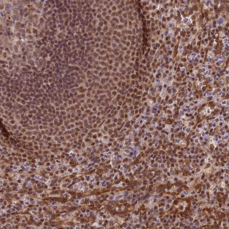 Immunohistochemistry (Formalin/PFA-fixed paraffin-embedded sections) - Anti-TRIM22 antibody (AB224059)