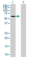 Western blot - Anti-TRIM22 antibody (AB68071)
