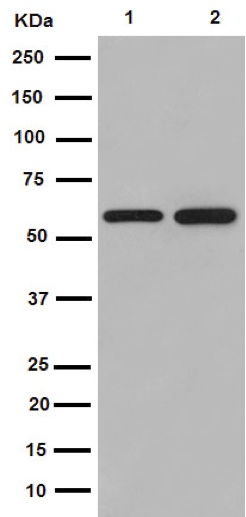 Western blot - Anti-TRIM23/ARD1 antibody [EPR7787] (AB192032)