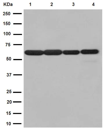 Western blot - Anti-TRIM23/ARD1 antibody [EPR7787] (AB192032)