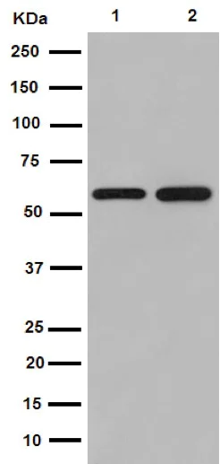 Western blot - Anti-TRIM23/ARD1 antibody [EPR7787] - BSA and Azide free (AB239010)